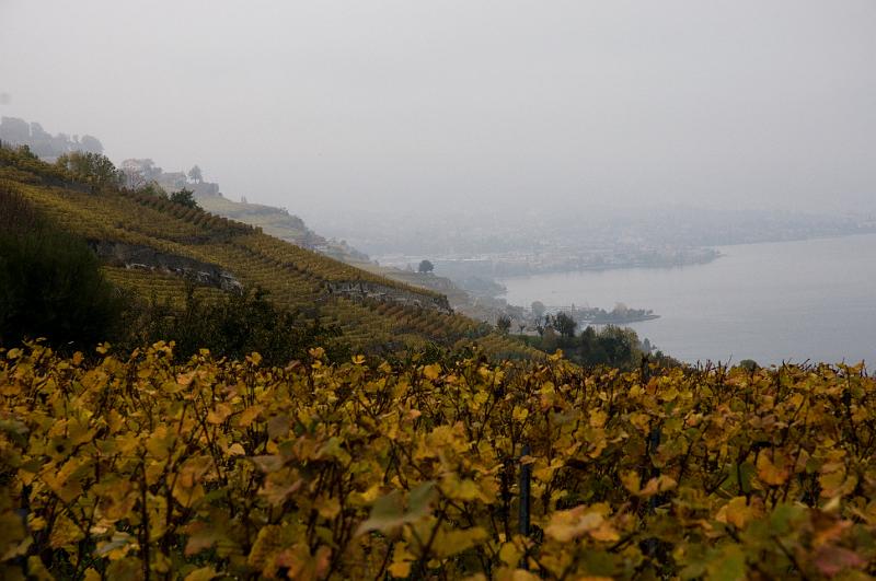 DSC_2924.jpg